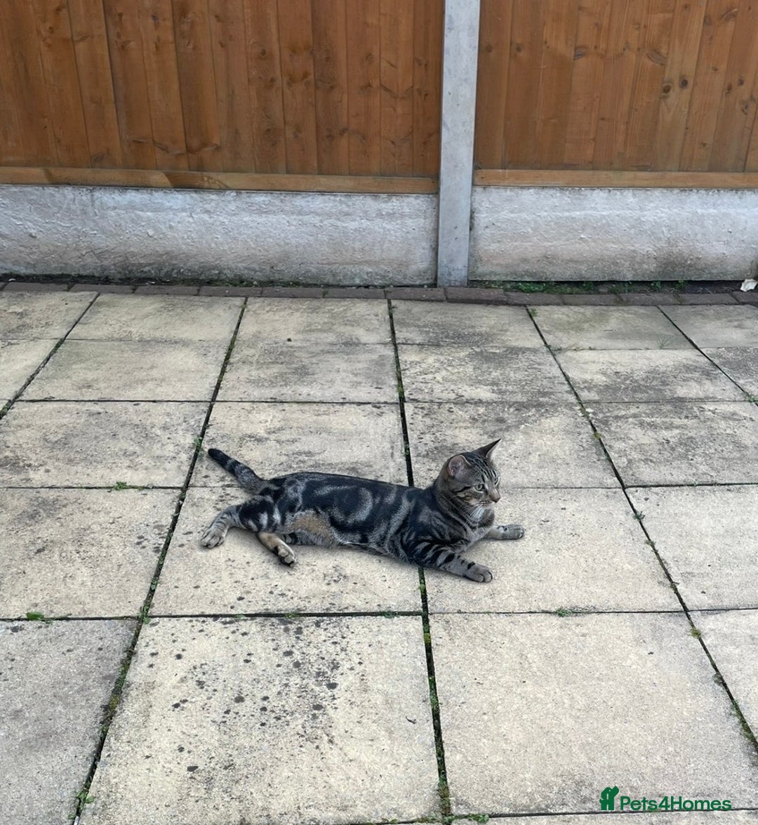Mixed Breed cats for sale: Milo  - Advert 4