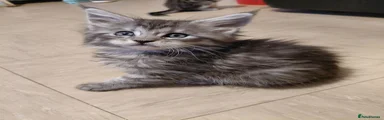 Maine Coon 5