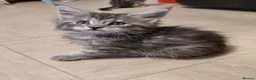 Mixed Breed cats for sale: 3/4 Maine coon. 1/4 sphynx - Advert 13