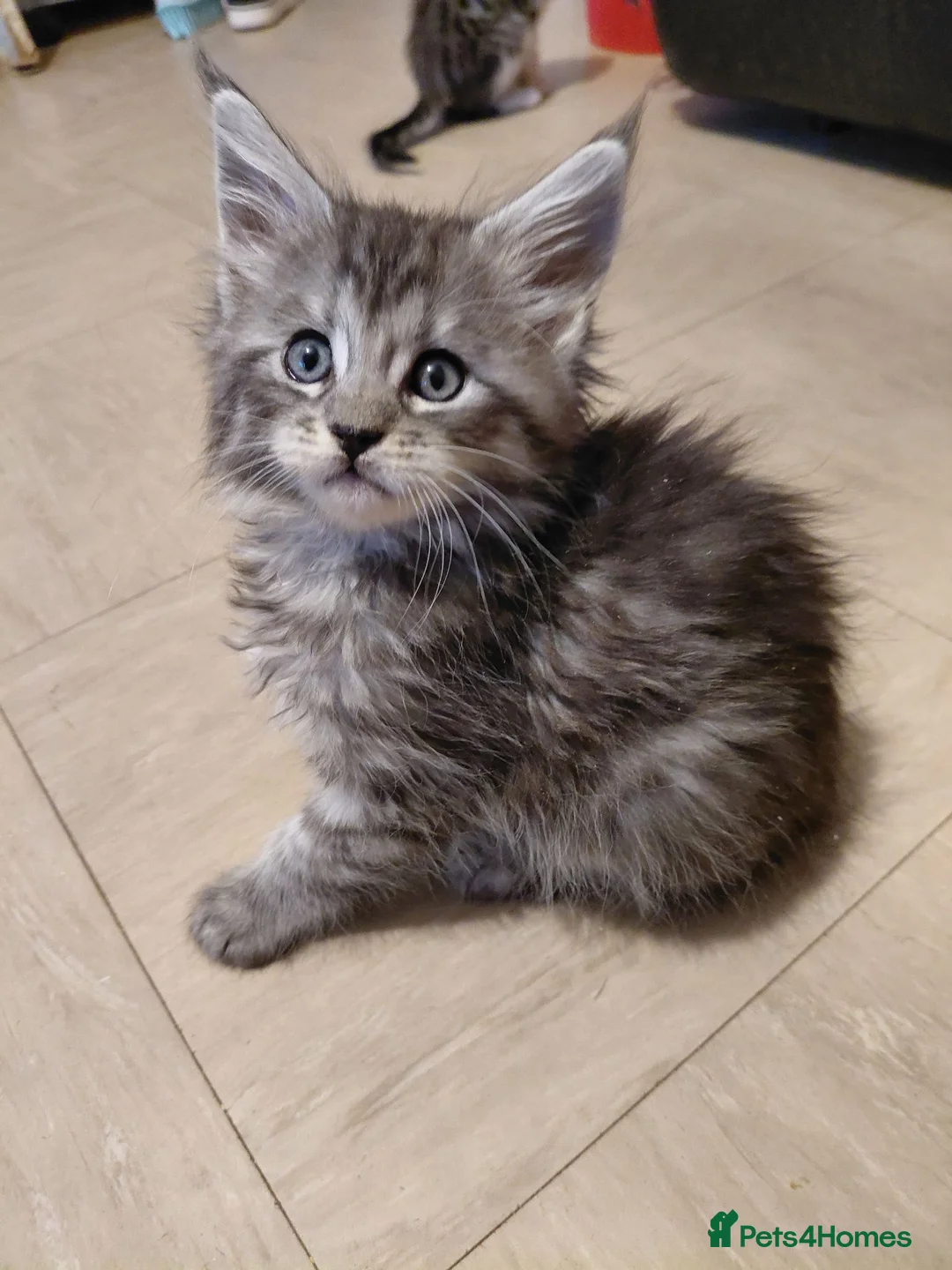 Mixed Breed cats for sale: 3/4 Maine coon. 1/4 sphynx - Advert 23