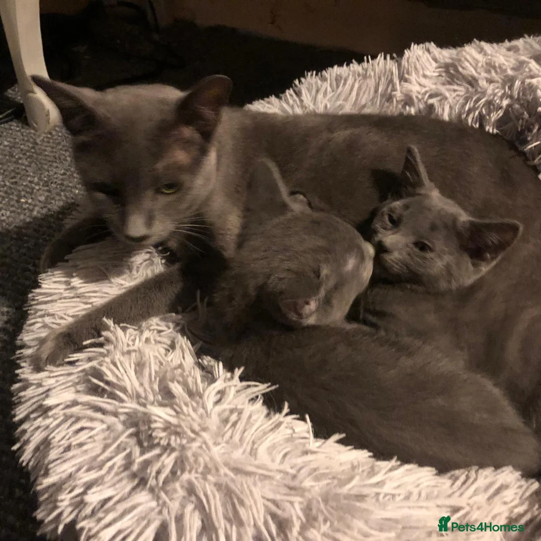 Russian Blue cats for sale: Russian blue beautiful babies - Advert 1
