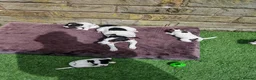 Jack Russell dogs for sale: BEAUTIFUL JACK RUSSELL PUPPIES AVAILABLE - Advert 18