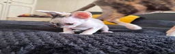 Cornish Rex cats for sale: Beautiful kittens  - Advert 5