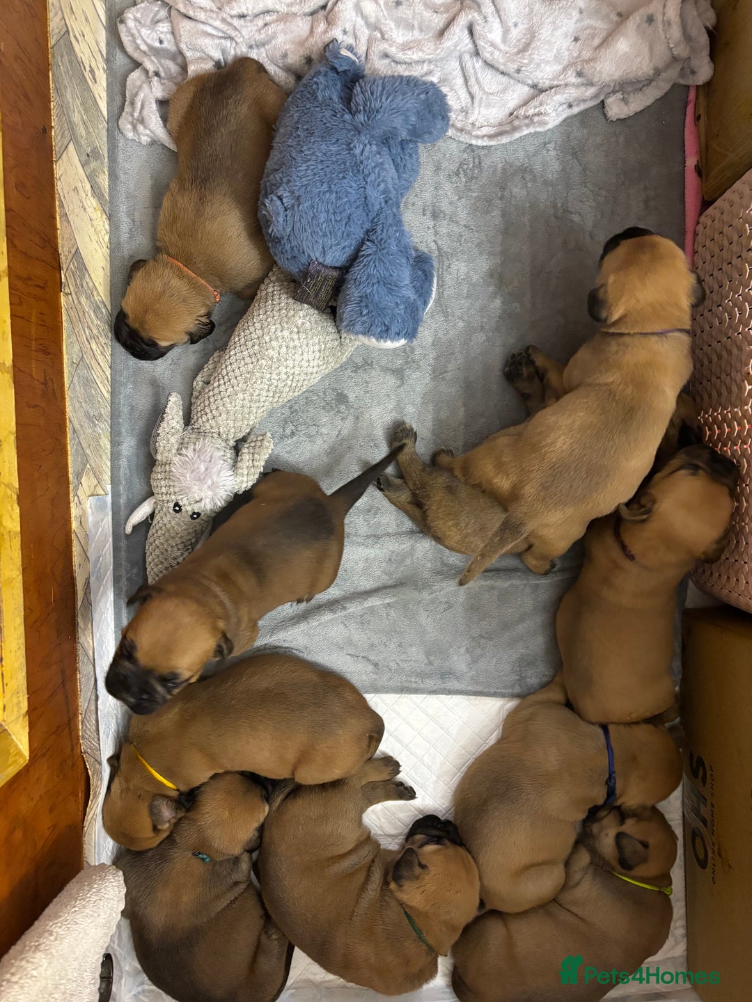Bullmastiff dogs for sale: Beautiful litter of KC Reg bullmastiff puppies - Advert 9