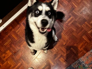 Siberian Husky dogs for sale - Advert 1