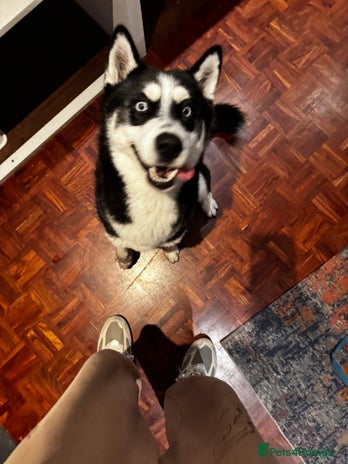 Siberian Husky dogs - Advert 1