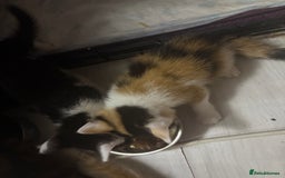 Mixed Breed cats for sale: Only 3 kittens left! - Image 23