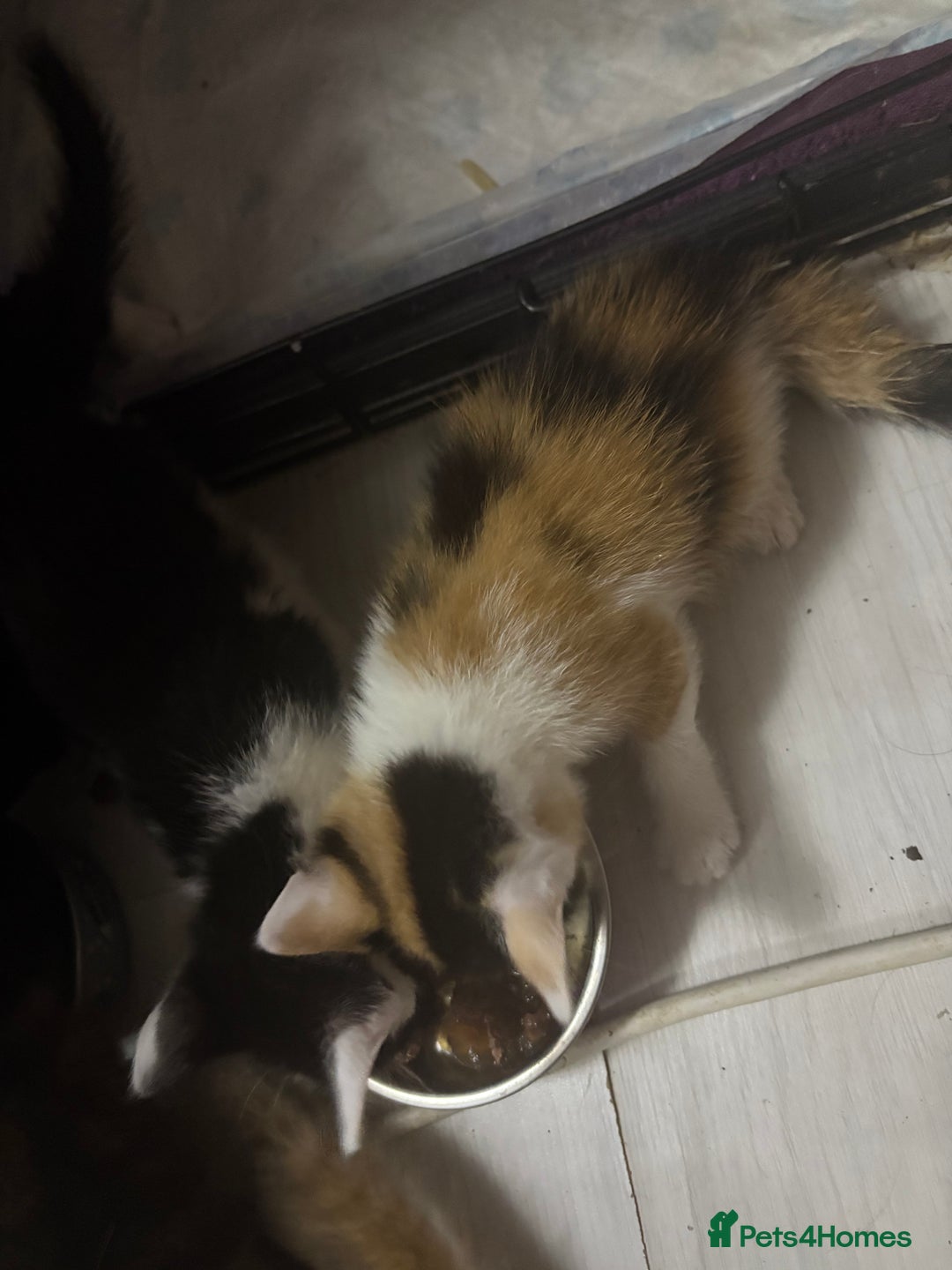 Mixed Breed cats for sale: Only 3 kittens left! - Image 23