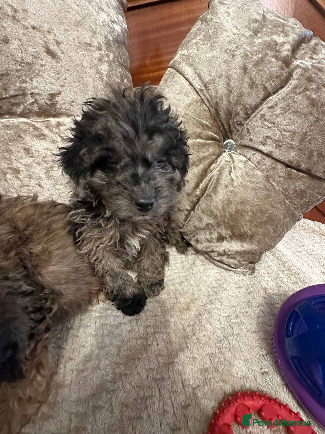 Cockapoo dogs for sale: Cockapoo puppies ready now  - Advert 18