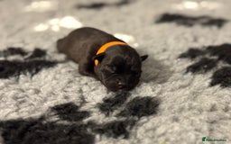 Staffordshire Bull Terrier dogs for sale: 🏆BLUE CHAMPION STAFFORDSHIRE BULL TERRIER PUPS  - Image 7