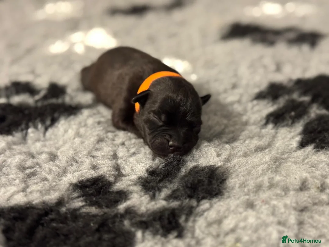 Staffordshire Bull Terrier dogs for sale: 🏆 CHAMPION BLUE BITCH READY TO LEAVE 🏆 - Advert 12