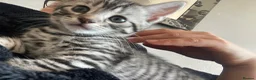 Russian Blue cats for sale: Beautiful black silver grey tabby kittens  - Advert 18