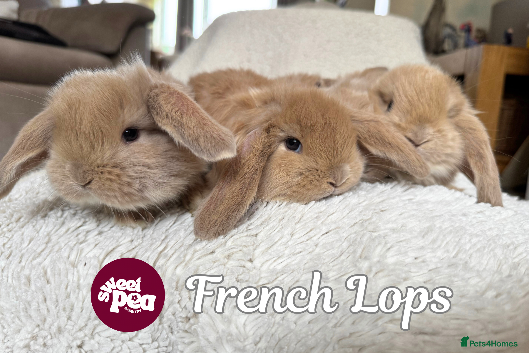 French Lop rabbits ❤️ French Lop Babies from Sweet Pea Rabbitry - Advert 1