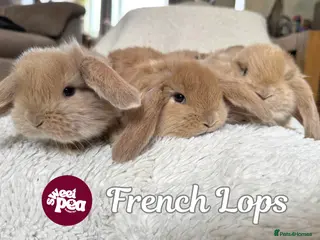 French Lop rabbits ❤️ French Lop Babies from Sweet Pea Rabbitry - Advert 7