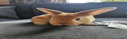 Mini Lop rabbits for sale: Red Rex x Mini Plush Lop - Advert 20