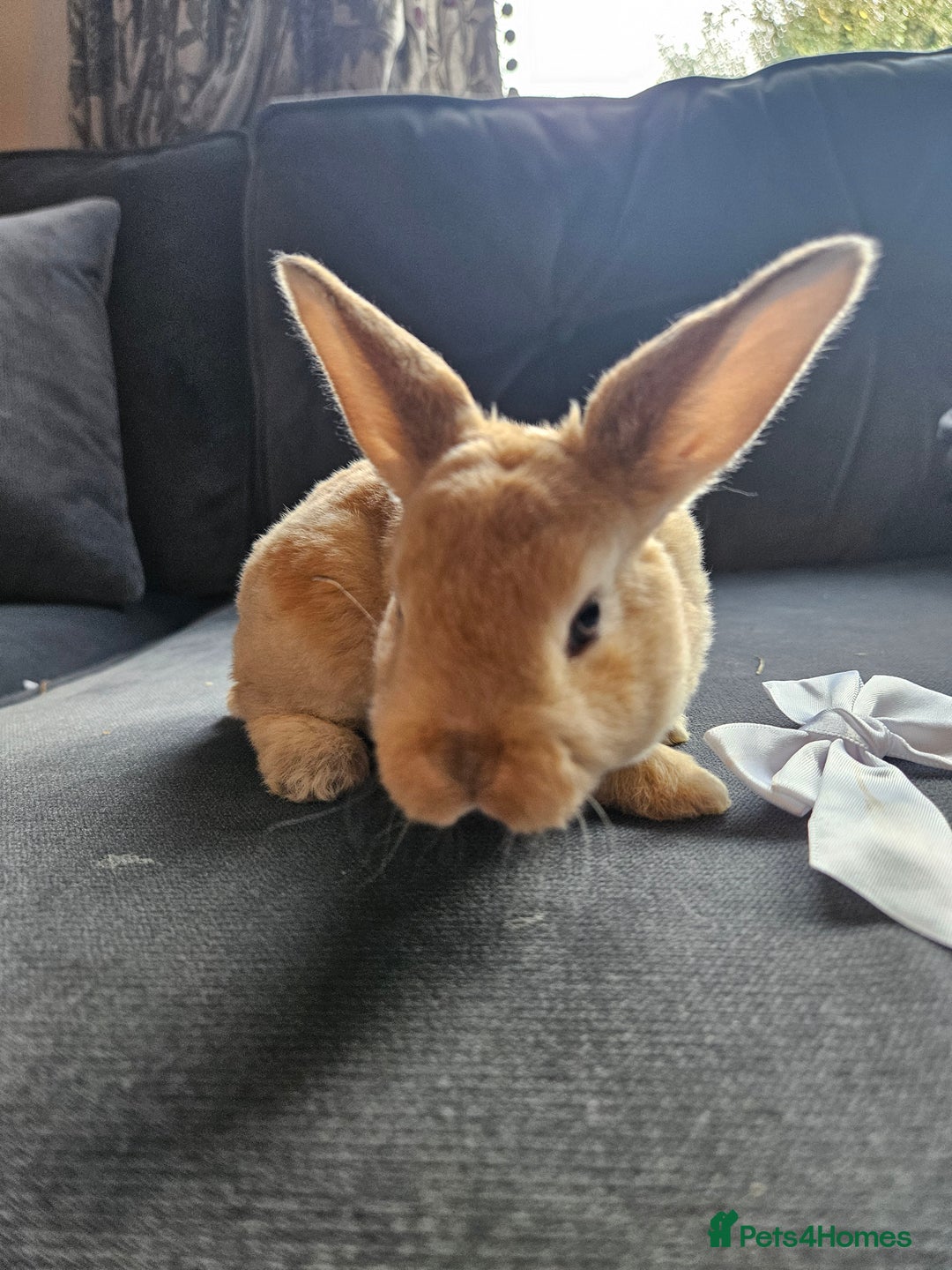 Mini Lop rabbits for sale: Red Rex x Mini Plush Lop - Advert 20