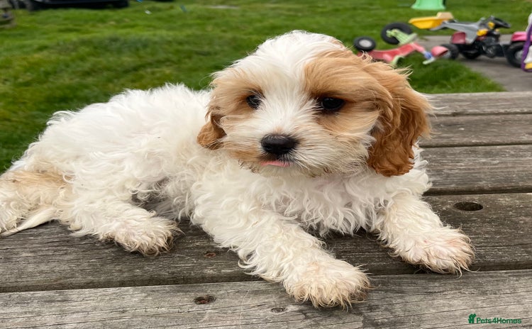 Cavapoo dogs - Advert 1
