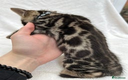Bengal cats for sale: ❤️ GORGEOUS PURE BENGAL KITTENS ❤️ - Image 20