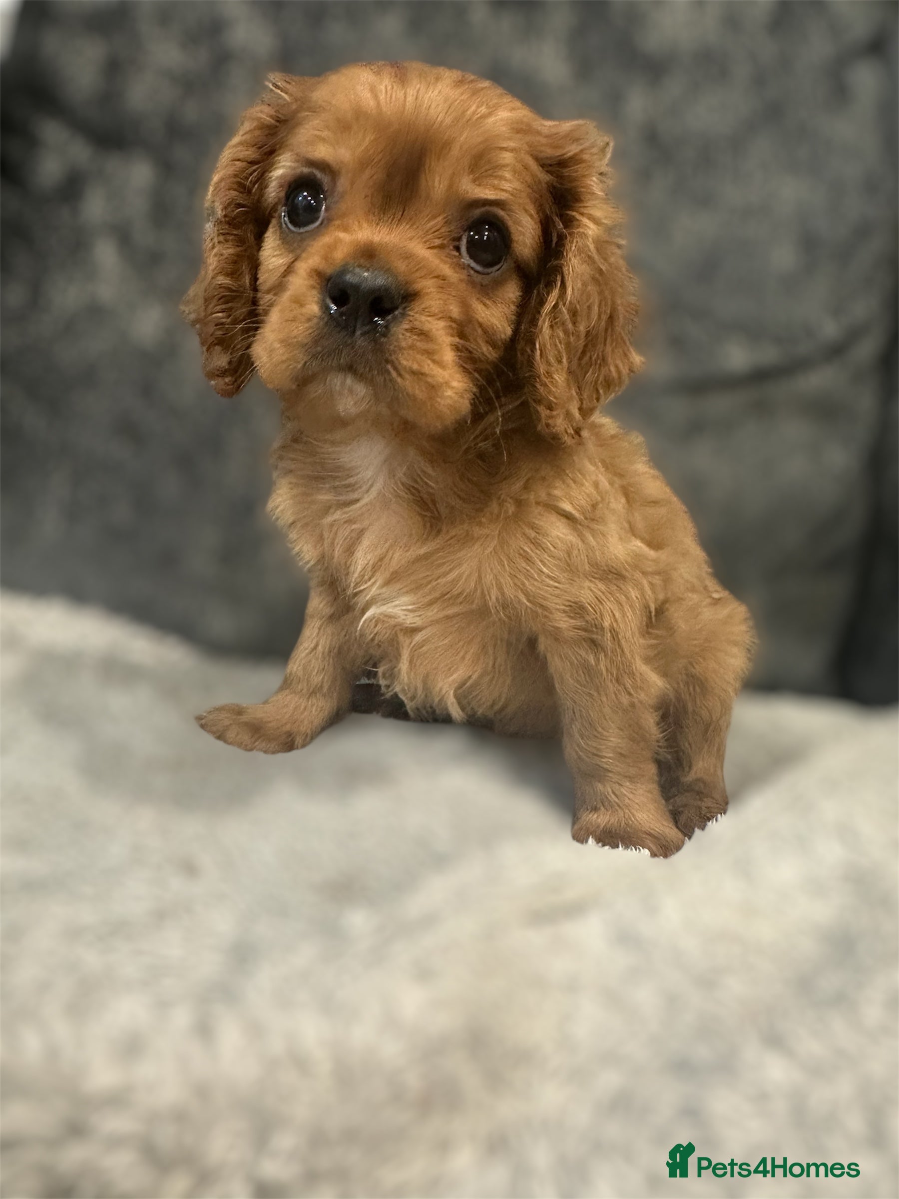 Cavalier King Charles Spaniel dogs **KC REGISTERED DNA CLEAR 🧬 CAVALIER PUPPIES** - Advert 18