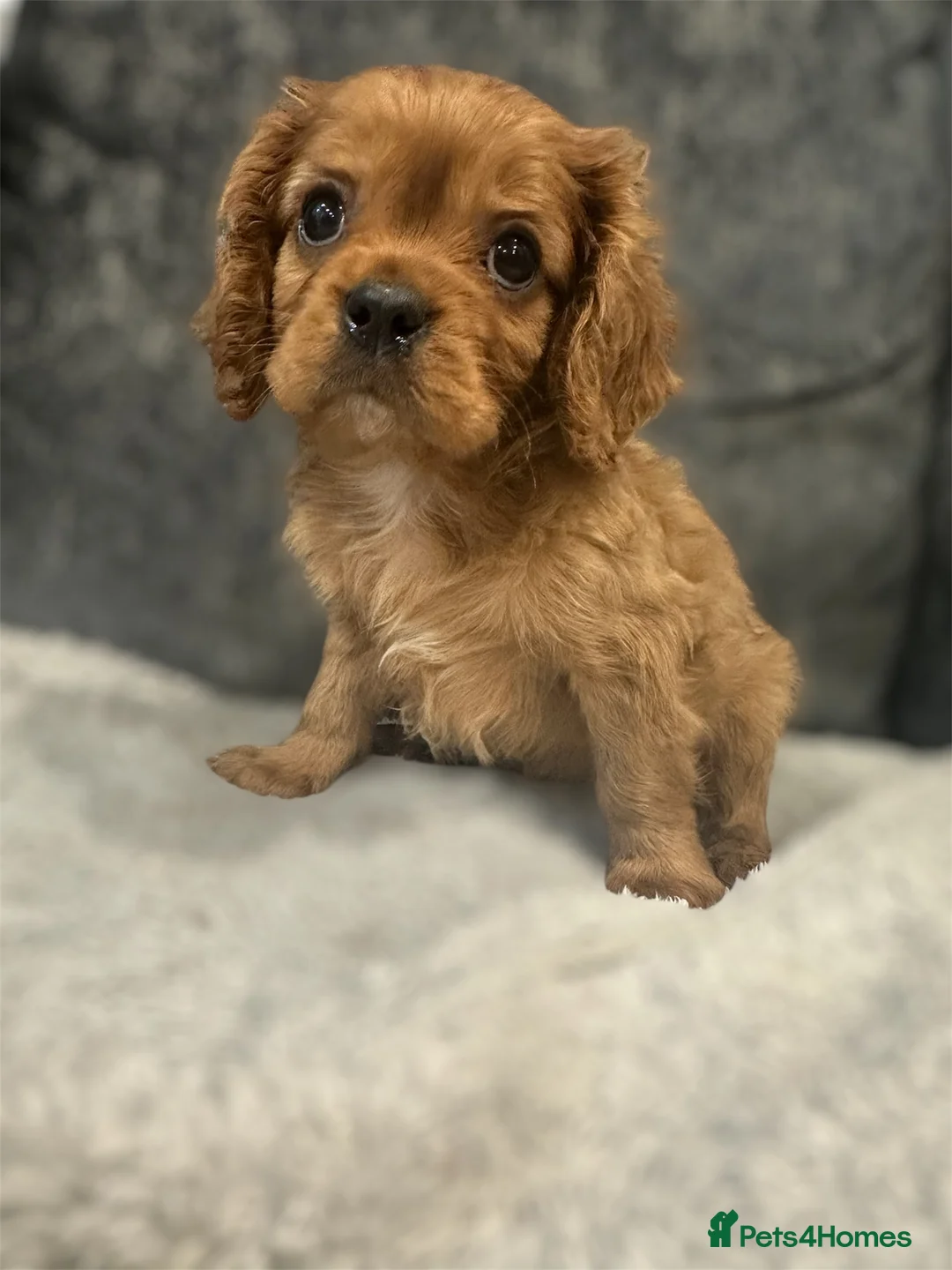 Cavalier King Charles Spaniel dogs for sale: **KC REGISTERED DNA CLEAR 🧬 CAVALIER PUPPIES** - Advert 2