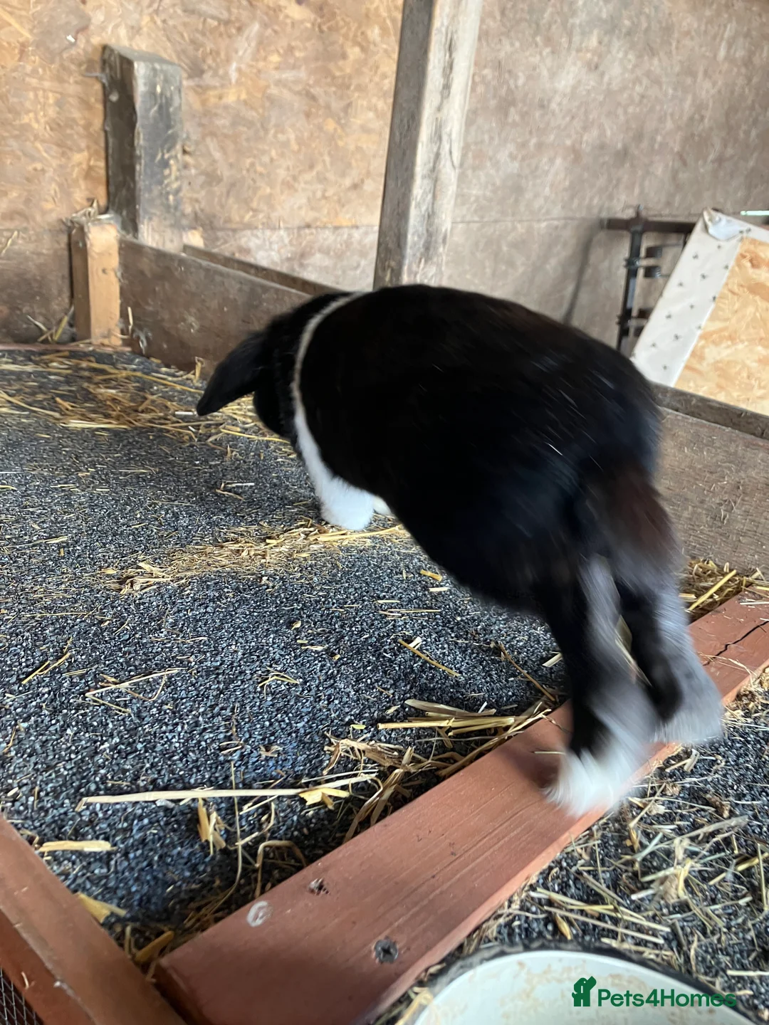Mini Lion Lop rabbits for sale: Lovley mini lion loop boy looking for a new home  - Advert 6