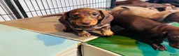 Miniature Dachshund dogs for sale: Beautiful short coat dachshund puppies  - Advert 12