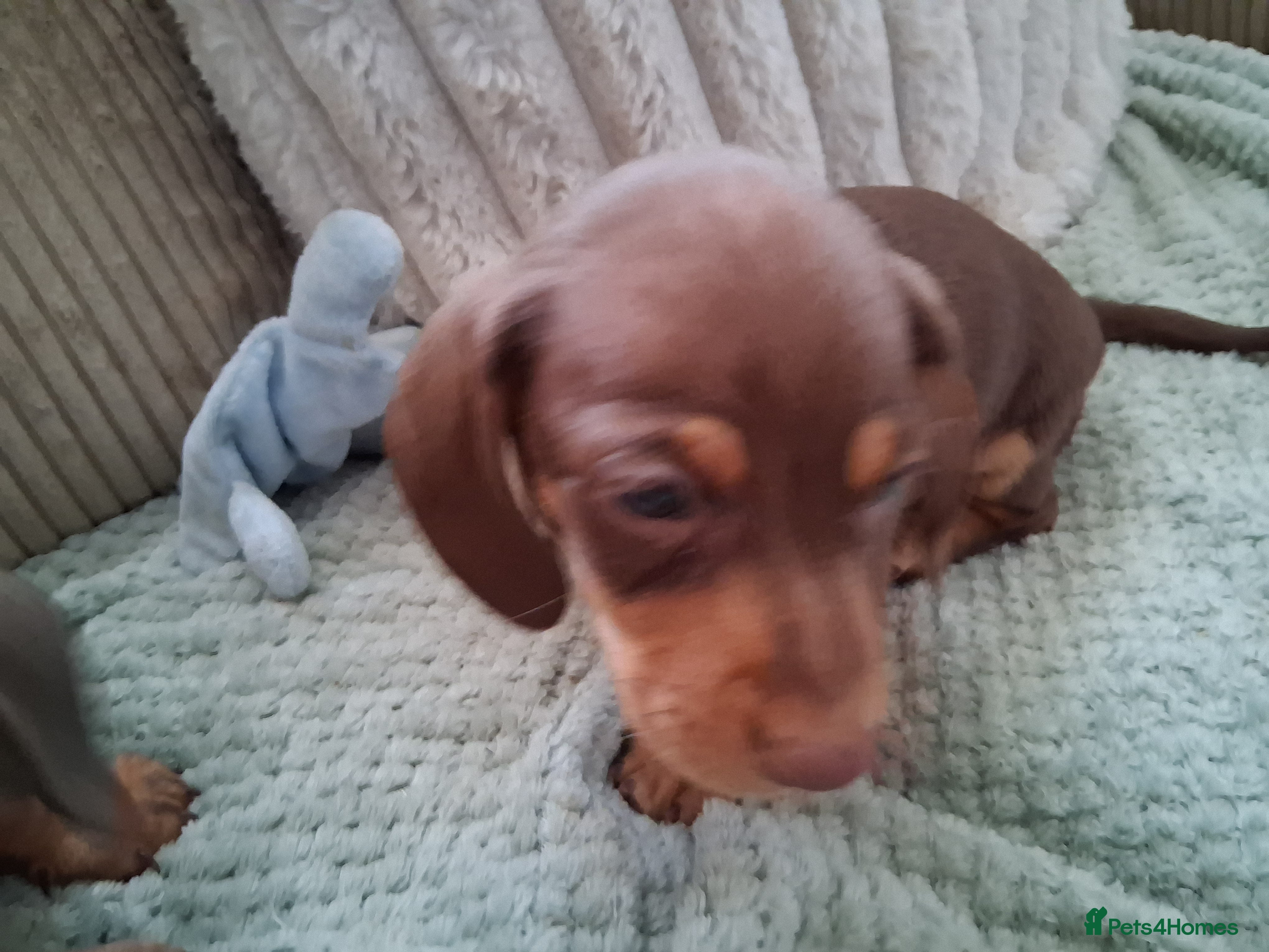 Miniature Dachshund dogs for sale: ONLY 1 BOY LEFT ,READY TO LEAVE THURSDAY 07/05/  - Advert 10