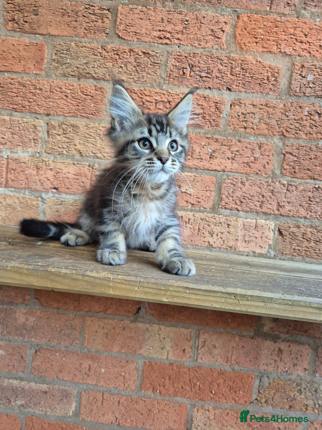 Maine Coon cats for sale: 2 Boys 3 girls Maine Coones kittens - Advert 4