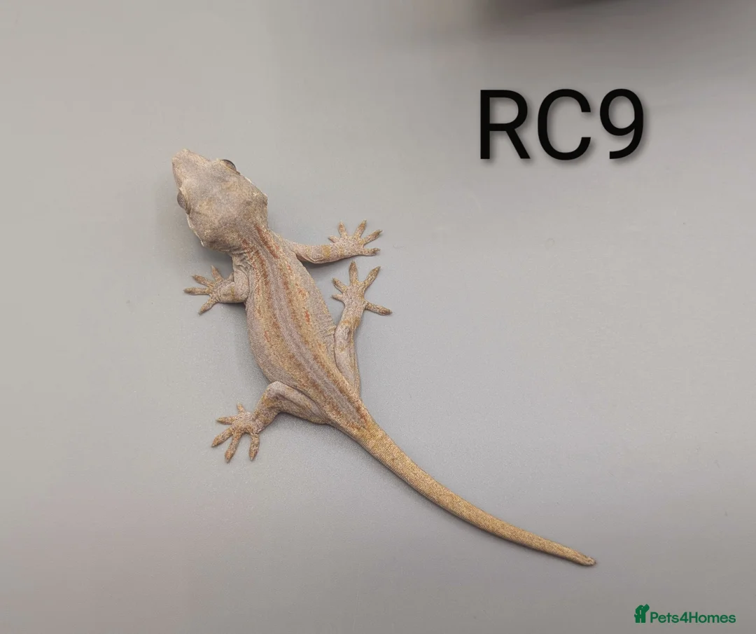 Gecko reptiles for sale: Red & Orange Stripe Gargoyle Gecko CB25  - Advert 5