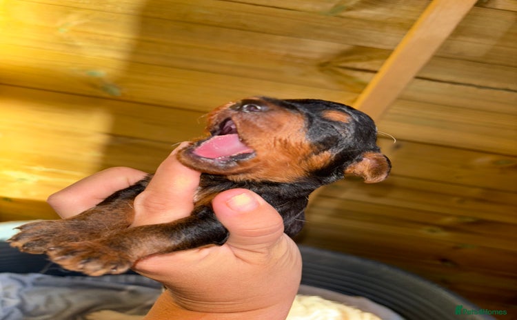 Mixed Breed dogs - Advert 1