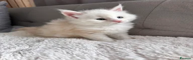 Maine Coon 4
