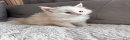 Maine Coon cats for sale:     🌟🌟Amazing Kittens Maine Coon 🌟🌟 - Advert 3
