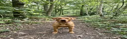 Labrador Retriever dogs for stud:  Haggis no fee until proven! KC Reg FOX RED   - Advert 7