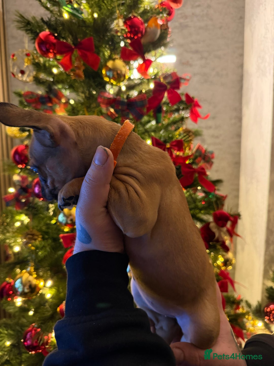 French Bulldog dogs for sale: READY NOW🐾 4 beautiful girls  - Advert 20