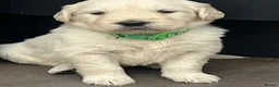 Golden Retriever dogs for sale: KC Golden Retriever Puppies Health Tested Parents - Advert 14