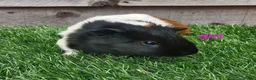 Guinea Pig rodents for sale: 3 beautiful tri guinea pigs - Advert 9