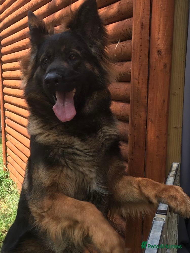 German Shepherd dogs Jerry Available At Stud Fully Health Tested Clear - Advert 20