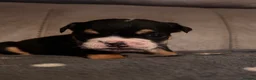 English Bulldog dogs for sale: Last Little Bulldog Girl – Ready 11th Oct 🩷 - Advert 7