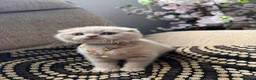 British Shorthair cats for sale: 😻CREAM & RED COLOUR KITTENS 😻 - Advert 4