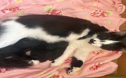 Domestic Shorthair cats for sale: 3 beautiful kittens - Image 2