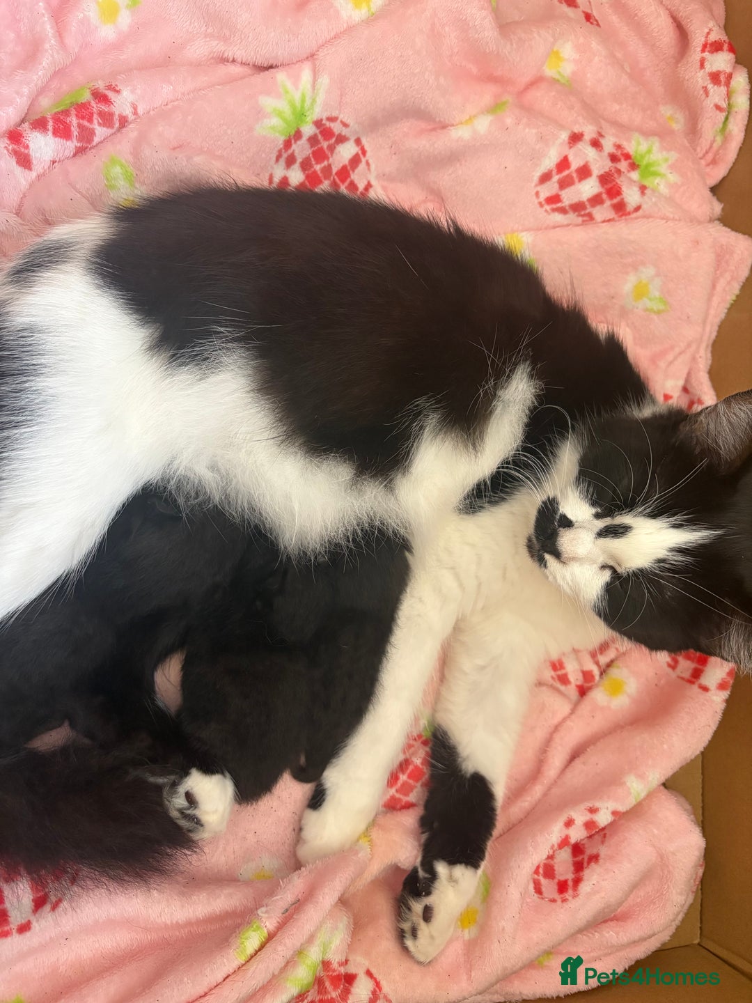 Domestic Shorthair cats for sale: 3 beautiful kittens - Image 2