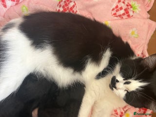 Domestic Shorthair cats 3 beautiful kittens - Advert 10