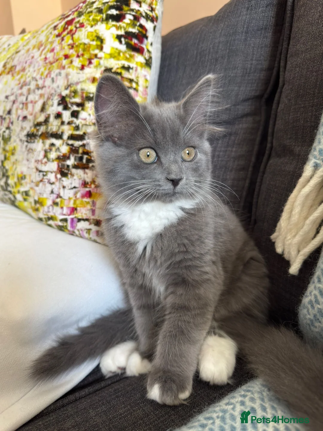 Mixed Breed cats for sale: 4 kittens British short hair  in London - Advert 9