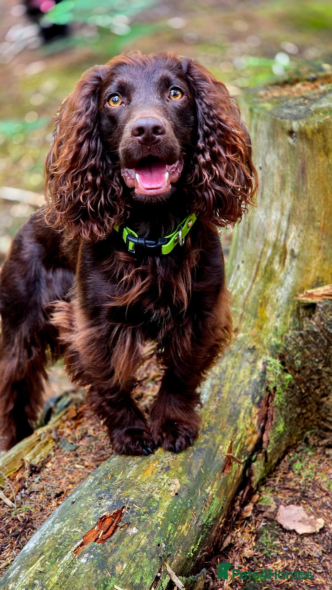 Cocker Spaniel dogs for stud: Working cocker at studs in Ashford - Image 12
