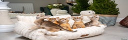 Abyssinian cats for sale: 6 Amazing Abyssinians, Extra Lovlely Personality - Advert 8