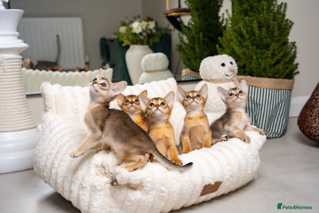 Abyssinian cats for sale: 6 Amazing Abyssinians, Extra Lovlely Personality - Advert 8