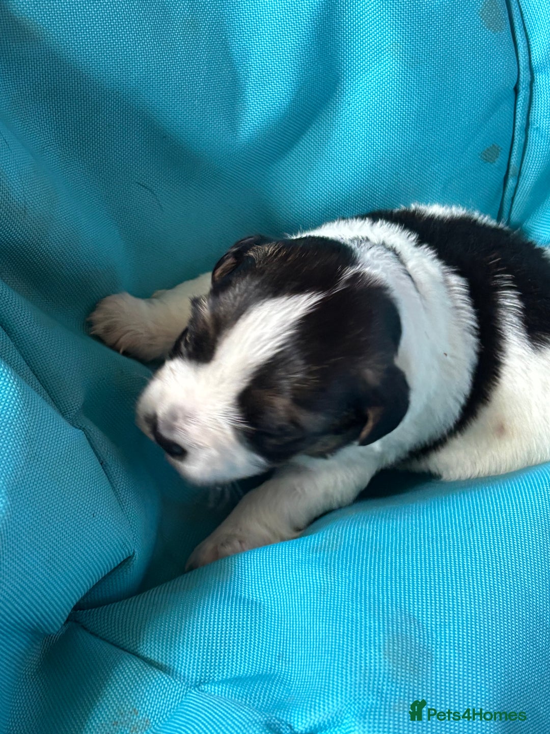Jack Russell dogs for sale: Trad.working family short legged Jack Russell  - Advert 27