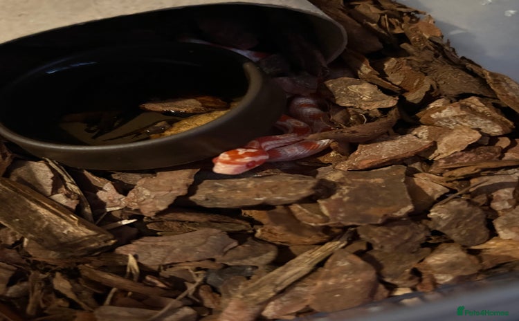 Corn Snake reptiles - Advert 1