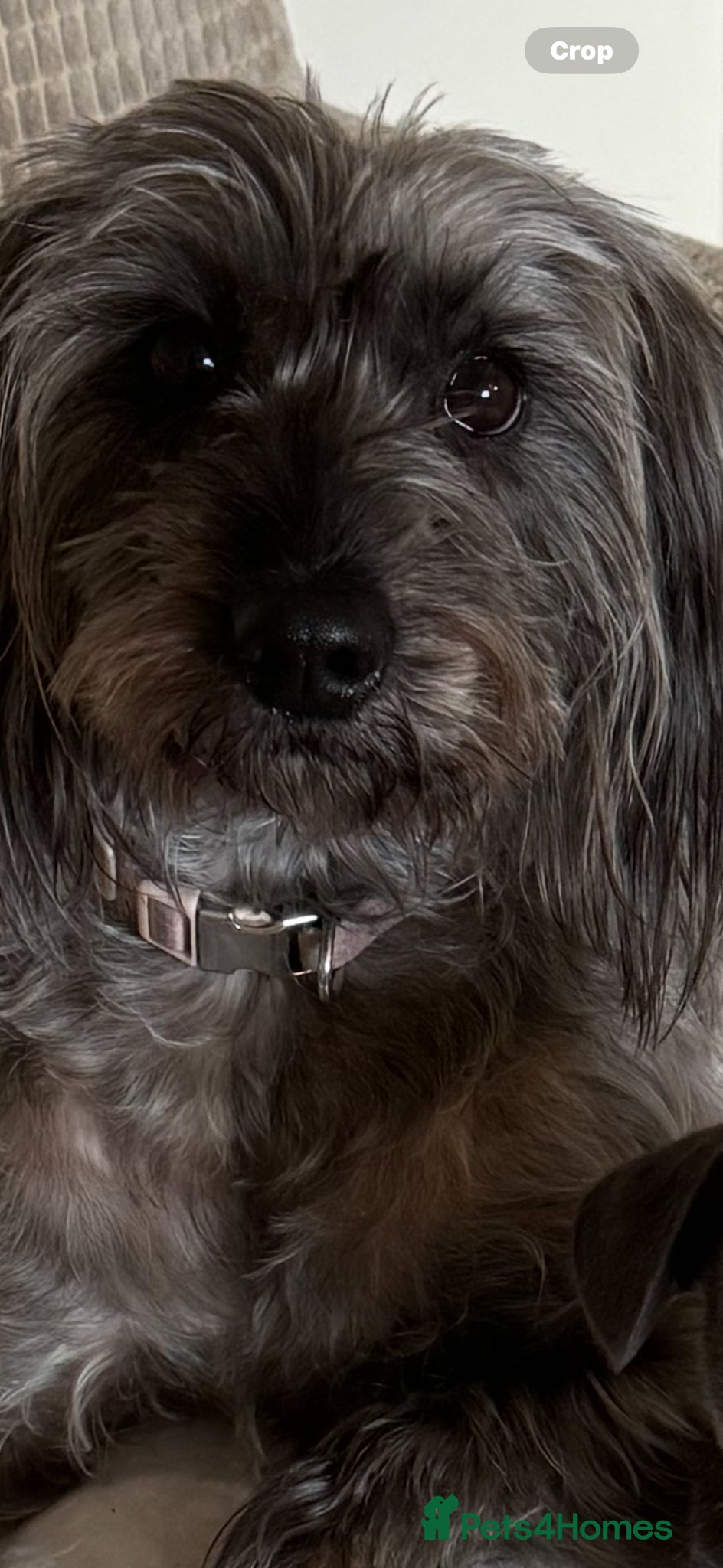 Mixed Breed dogs 6 mix breed puppies for sale - Advert 1