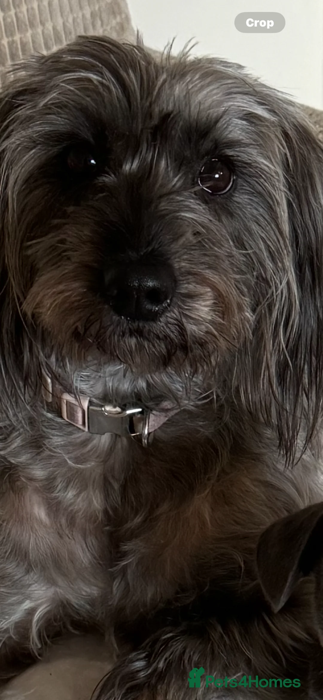 Mixed Breed dogs for sale: 6 mix breed puppies for sale in Cardiff - Advert 1